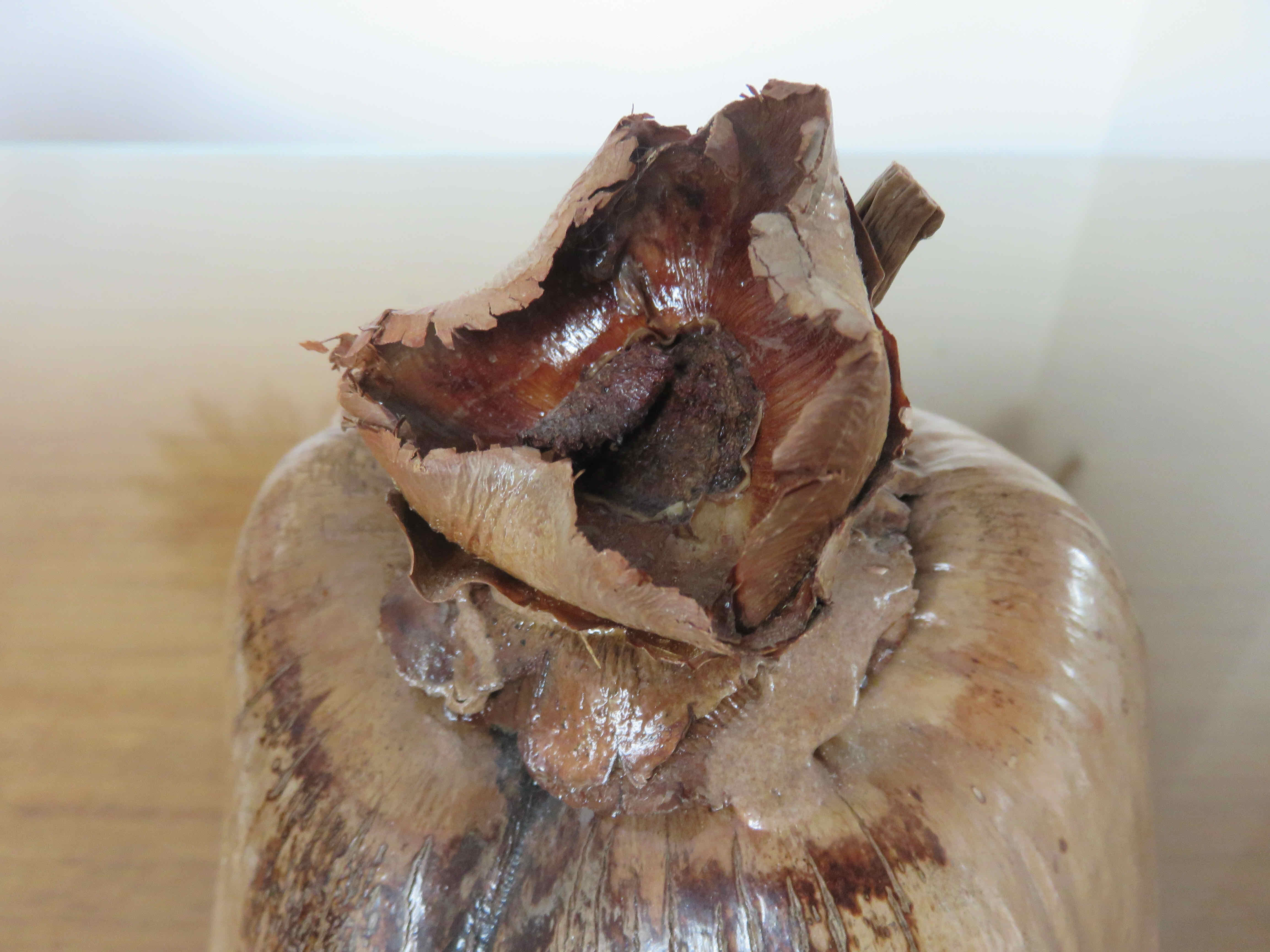 Naturalized coconut ice bucket 1970