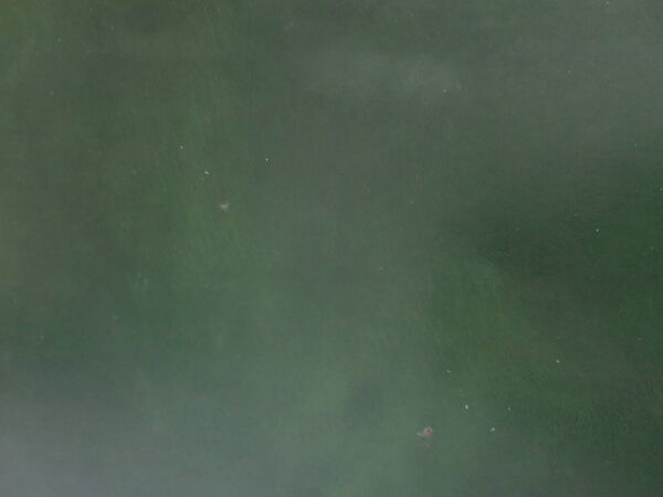 Bureau ministre-style L.Philippe–2 tiroirs–merisier-Sous main simili cuir