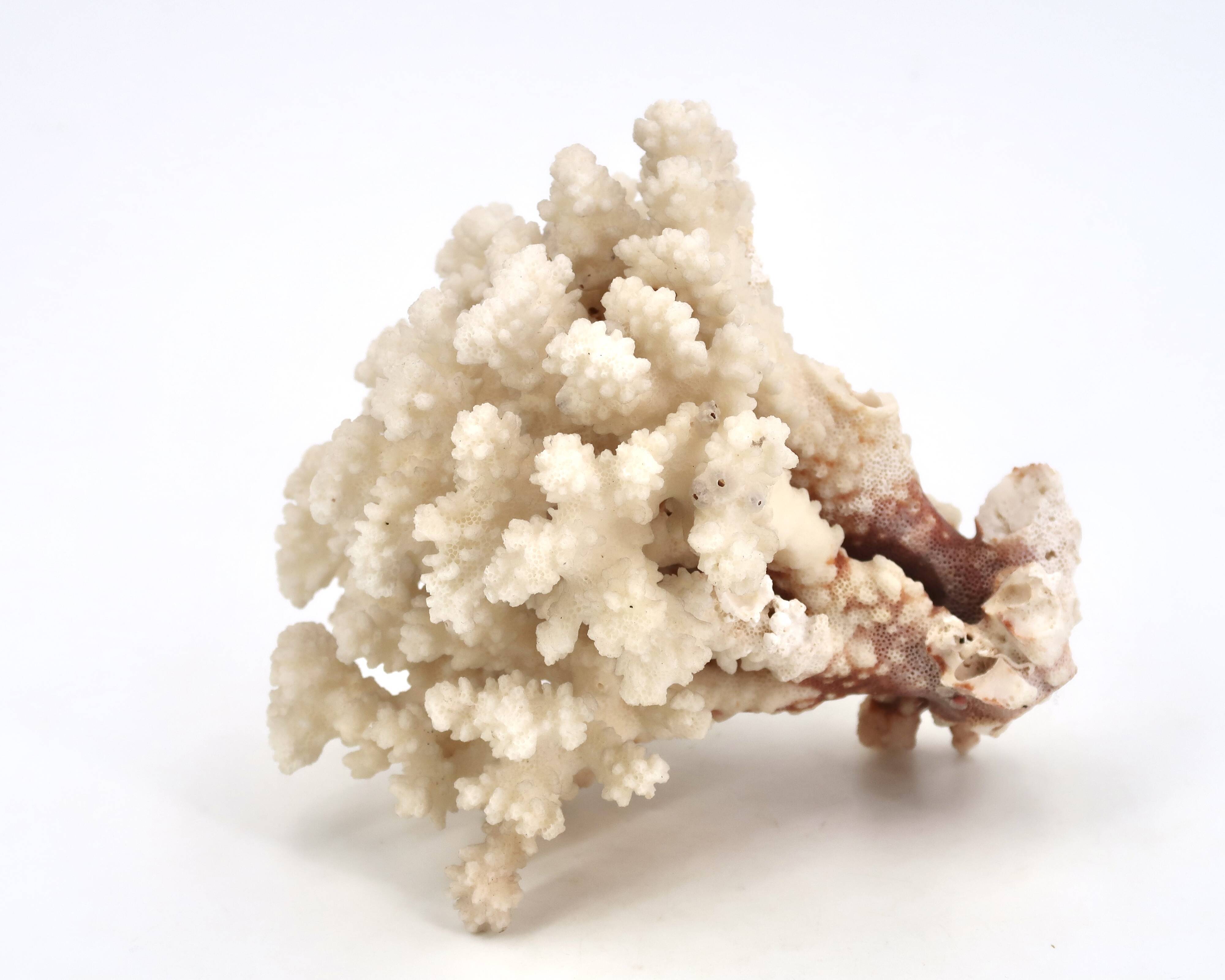 Large white coral, 1970s