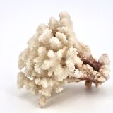Large white coral, 1970s