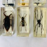 6 insects resin object of curiosity
