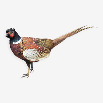 Old stuffed pheasant / stuffed / taxidermy