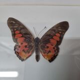 Stuffed butterfly Ridelyanus, 1980