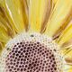 Sunflower slurry sink