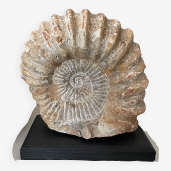 Grande ammonite soclée