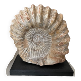 Large base ammonite