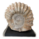 Large base ammonite
