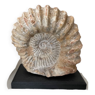 Grande ammonite soclée