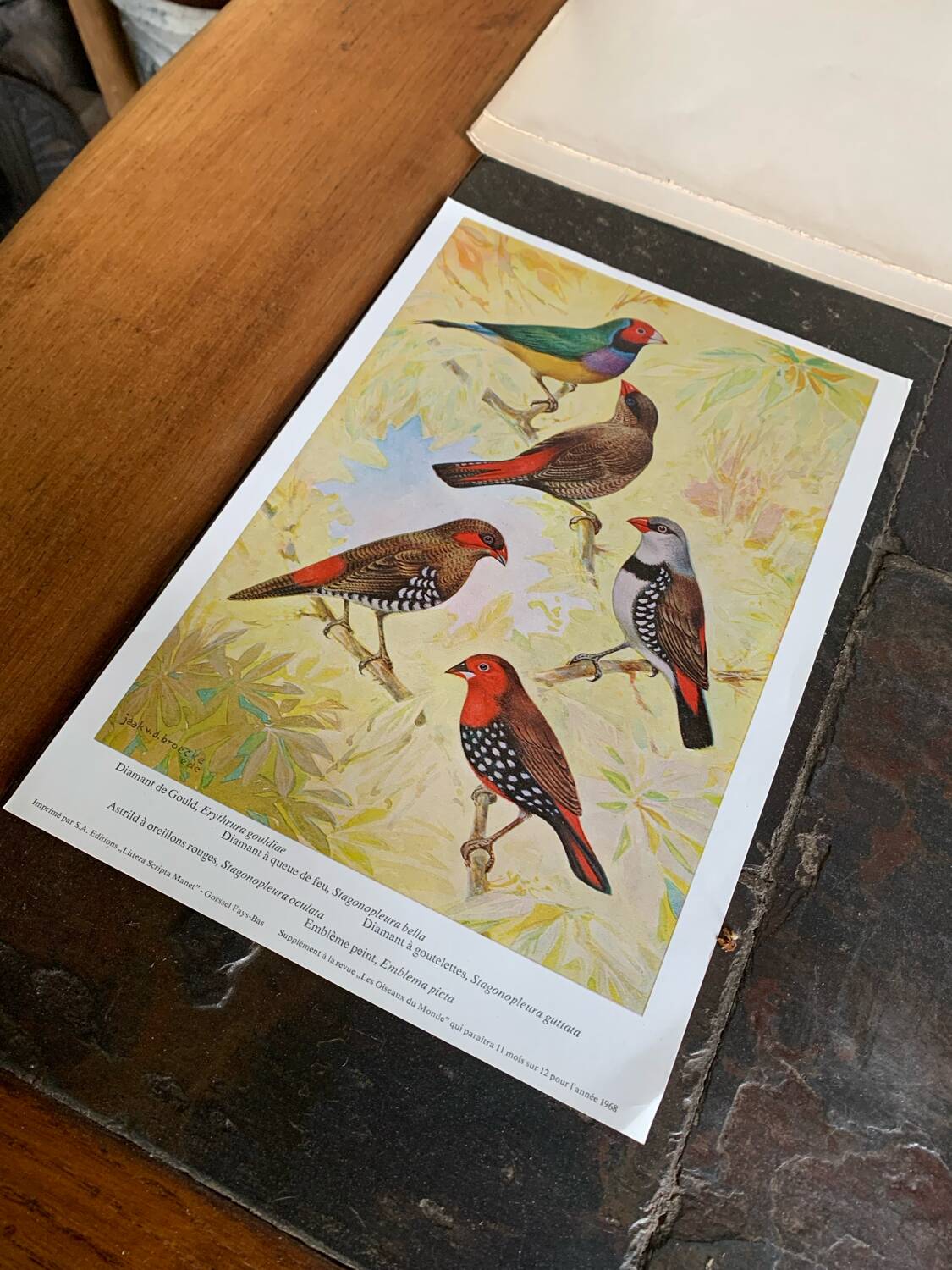 Poster "The Birds of the World" – 1968