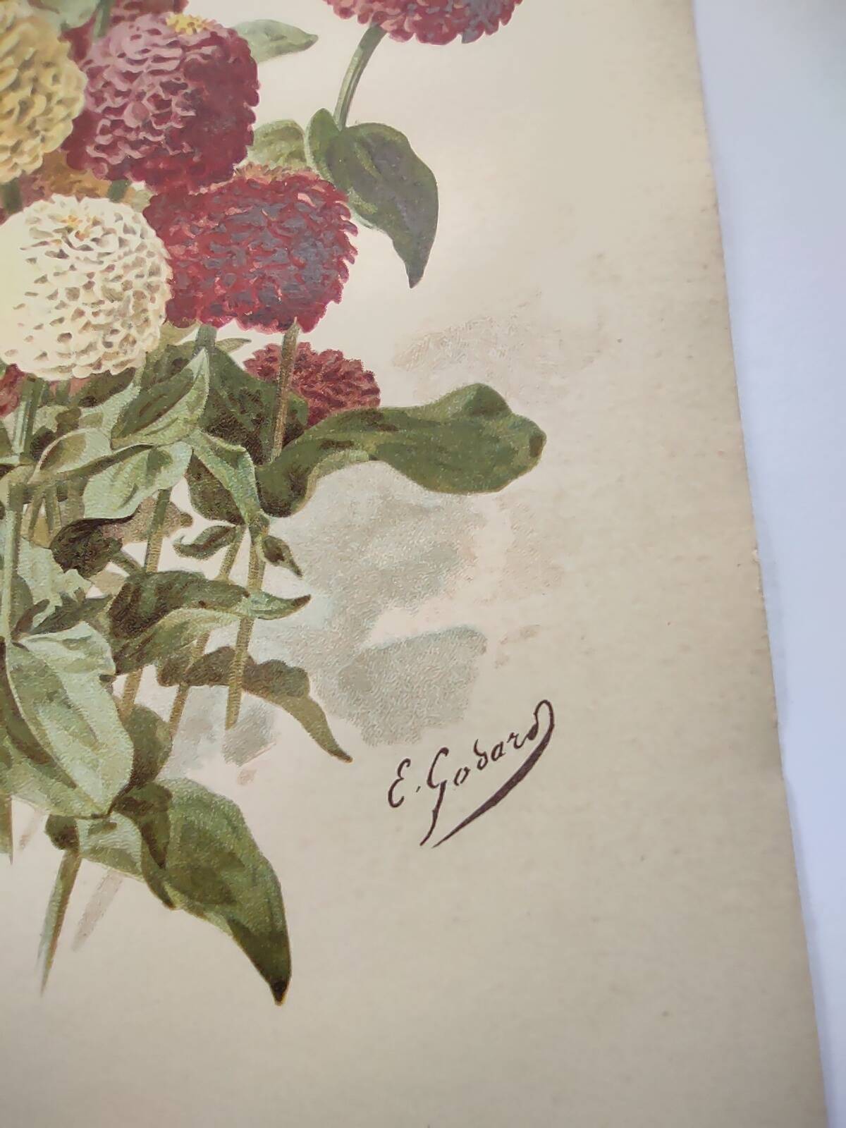 Botanical print from 1897 - Elegant Zinnia - vintage lithograph by Godard