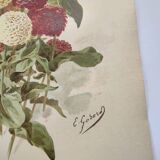 Botanical print from 1897 - Elegant Zinnia - vintage lithograph by Godard
