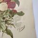 Botanical print from 1897 - Elegant Zinnia - vintage lithograph by Godard