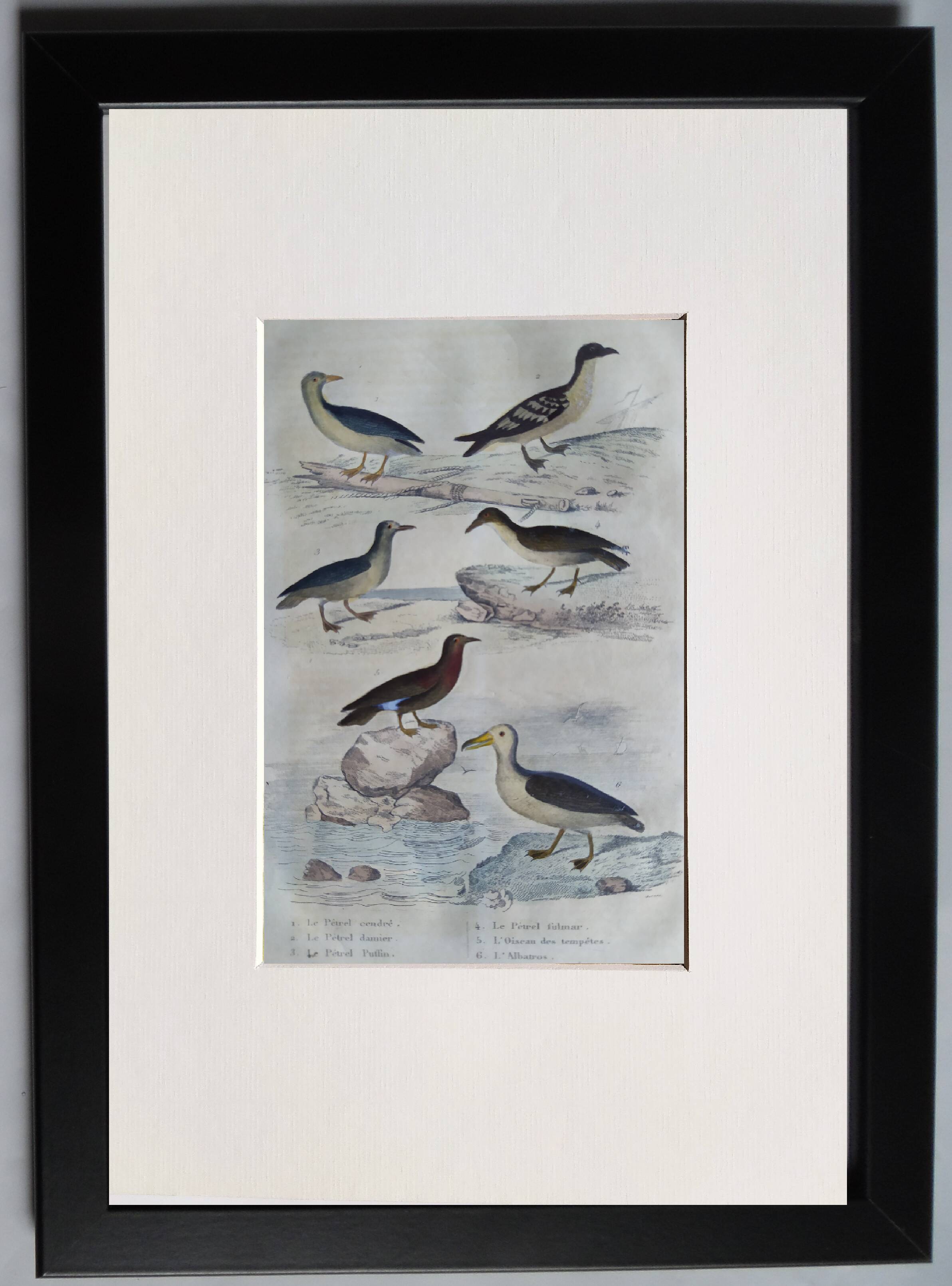 Original ornithological plate " Petrel ash - Checkerboard - Shearwater -&c... " Buffon (1837)
