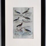 Original ornithological plate " Petrel ash - Checkerboard - Shearwater -&c... " Buffon (1837)