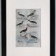 Original ornithological plate " Petrel ash - Checkerboard - Shearwater -&c... " Buffon (1837)