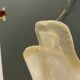 Large Murano Glass Sconces Set of 2