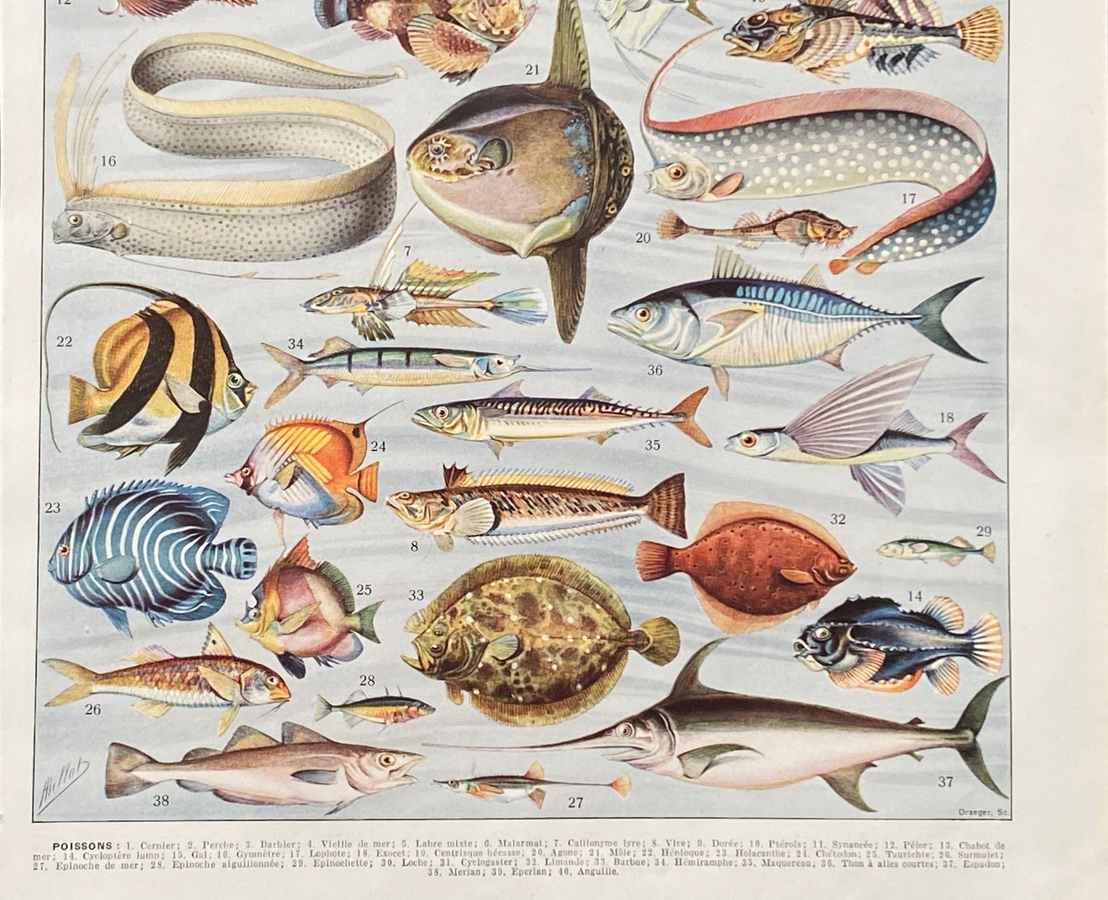 Old illustration Millot "Fish"