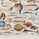 Old illustration Millot "Fish"