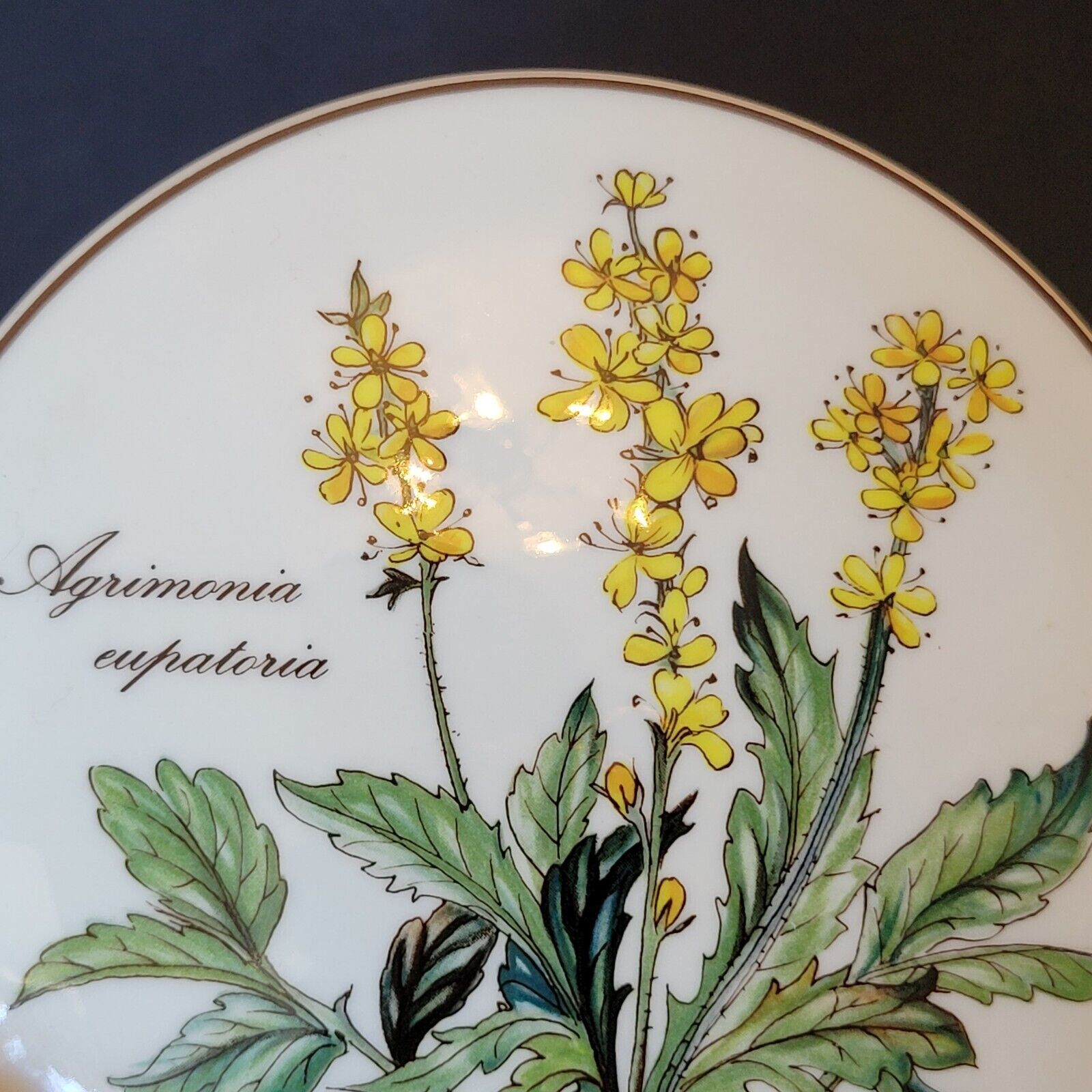 Round porcelain box Villeroy & Boch Botanica Agrimonia Eupatora collection