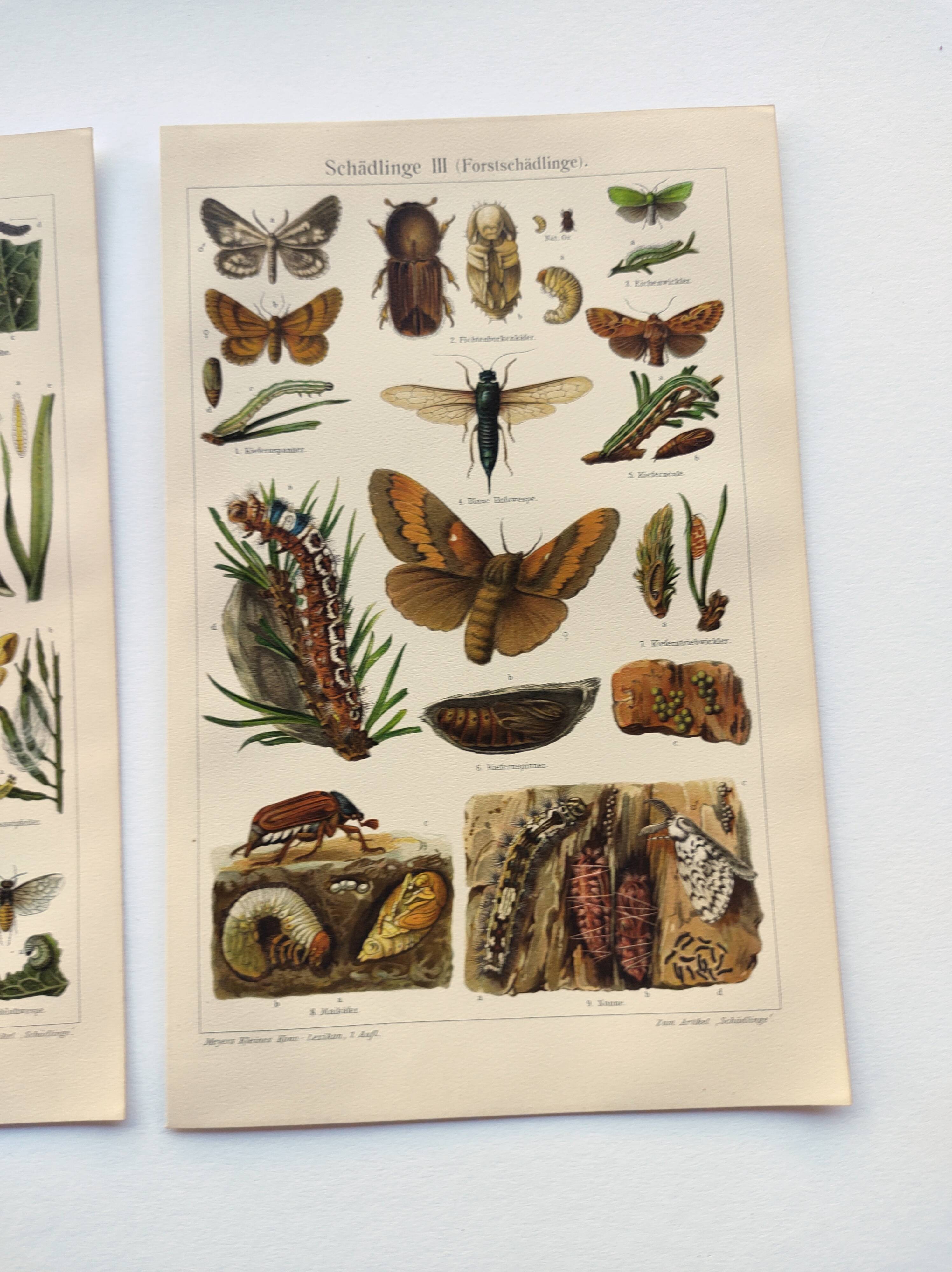 3 Engravings from 1909 - So-called "harmful" insects - Old entomological plates