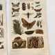 3 Engravings from 1909 - So-called "harmful" insects - Old entomological plates