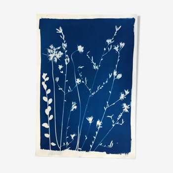 Botanical Cyanotype