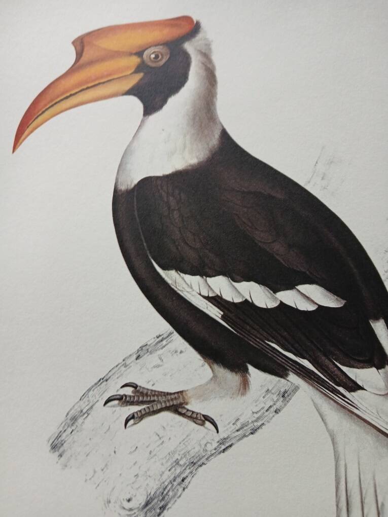 Zoological poster depicting a giant hornbill