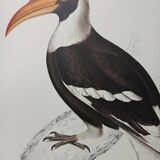 Zoological poster depicting a giant hornbill