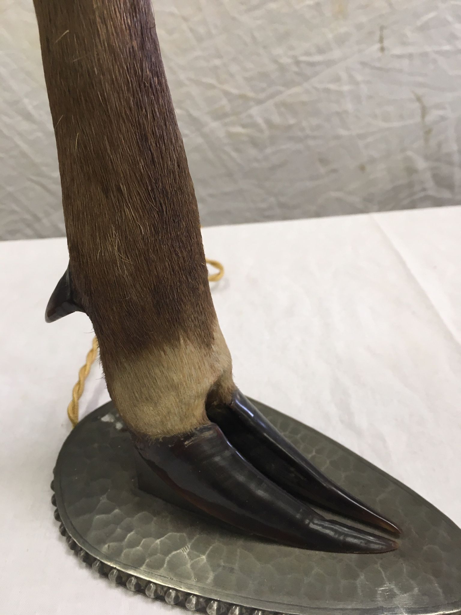 Doe foot lamps