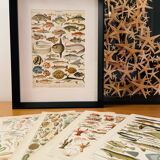 Lithograph on fish (stud) - 1900