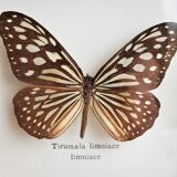 Naturalized butterfly