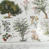 Lithographie sur les arbres de 1928 "épicéa"