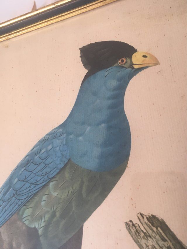 Ornithological board "The Giant Touraco" by Barrabant.