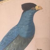 Ornithological board "The Giant Touraco" by Barrabant.