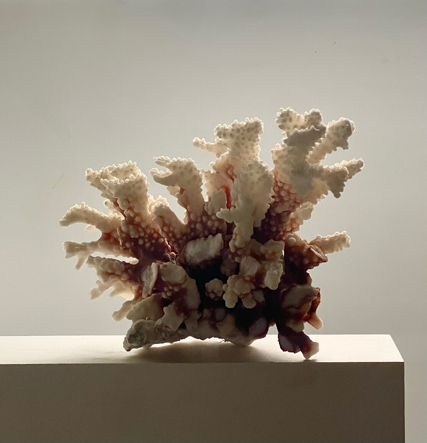 Natural branching coral.