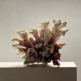 Natural branching coral.