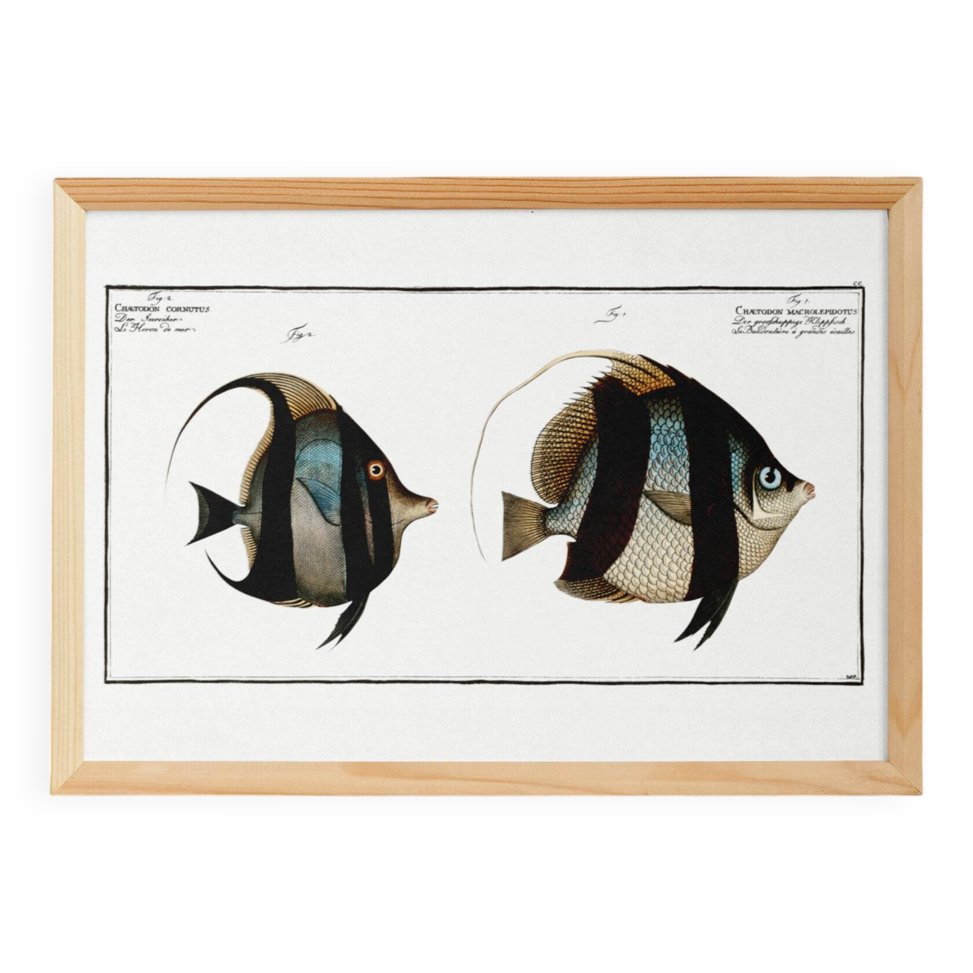 Poster about Butterfly Fish, based on an old engraving from 1746.