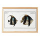 Poster about Butterfly Fish, based on an old engraving from 1746.