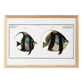 Affiche sur les Poissons-Papillons, d’après une gravure ancienne de 1746.