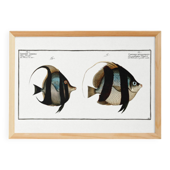 Poster about Butterfly Fish, based on an old engraving from 1746.