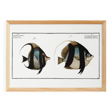 Poster about Butterfly Fish, based on an old engraving from 1746.