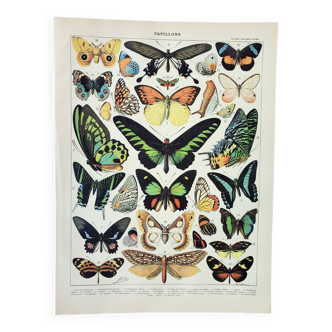 Gravure ancienne de 1898 • Papillons exotiques, insectes • Affiche originale et vintage