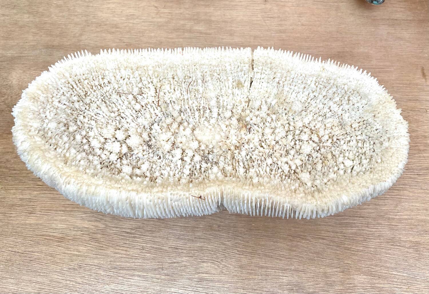 Coral “shark cushion”