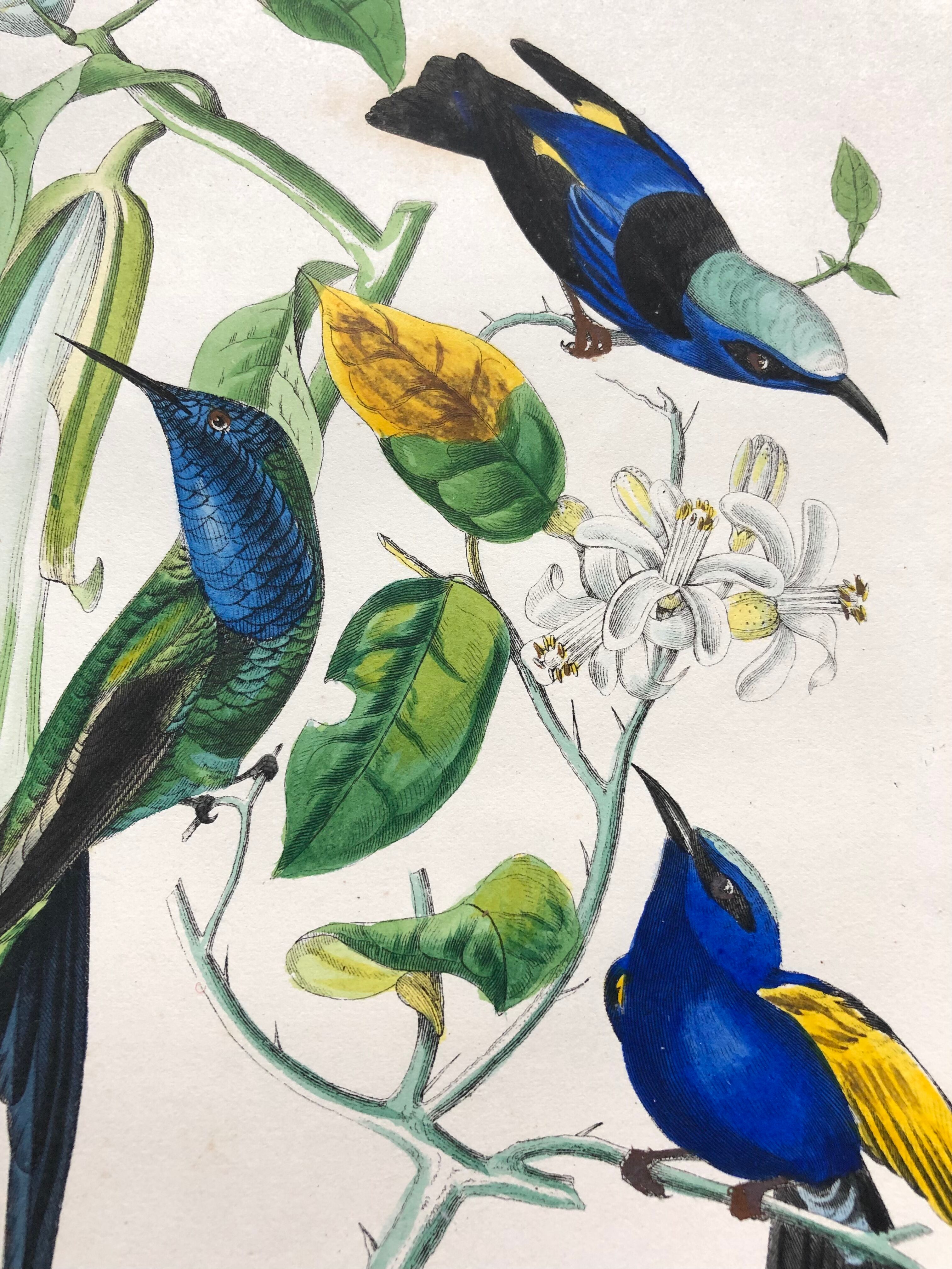 Affiche ancienne - Planche botanique de 1854