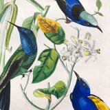 Old poster - Botanical plate from 1854