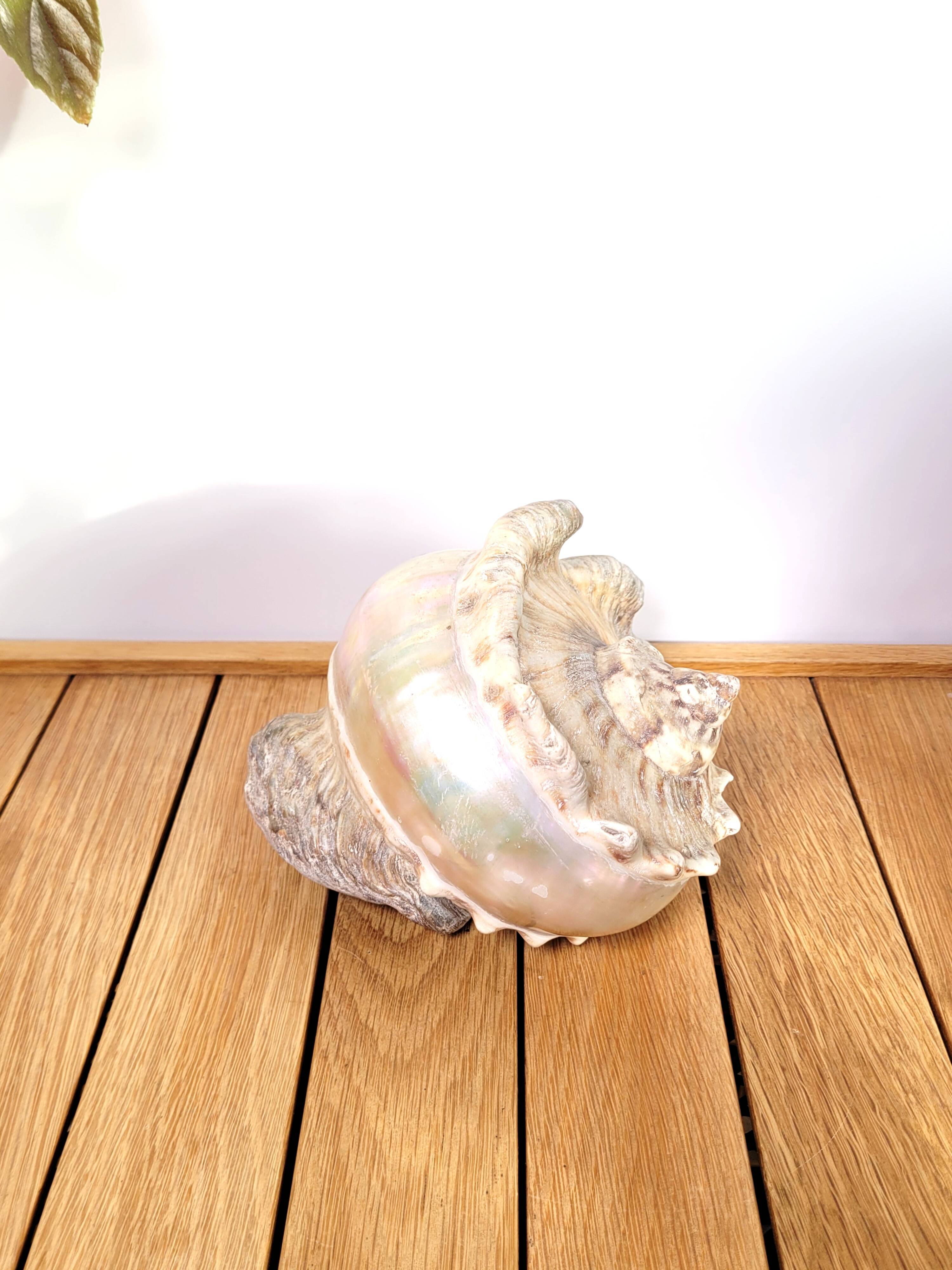 Large white mother-of-pearl shell