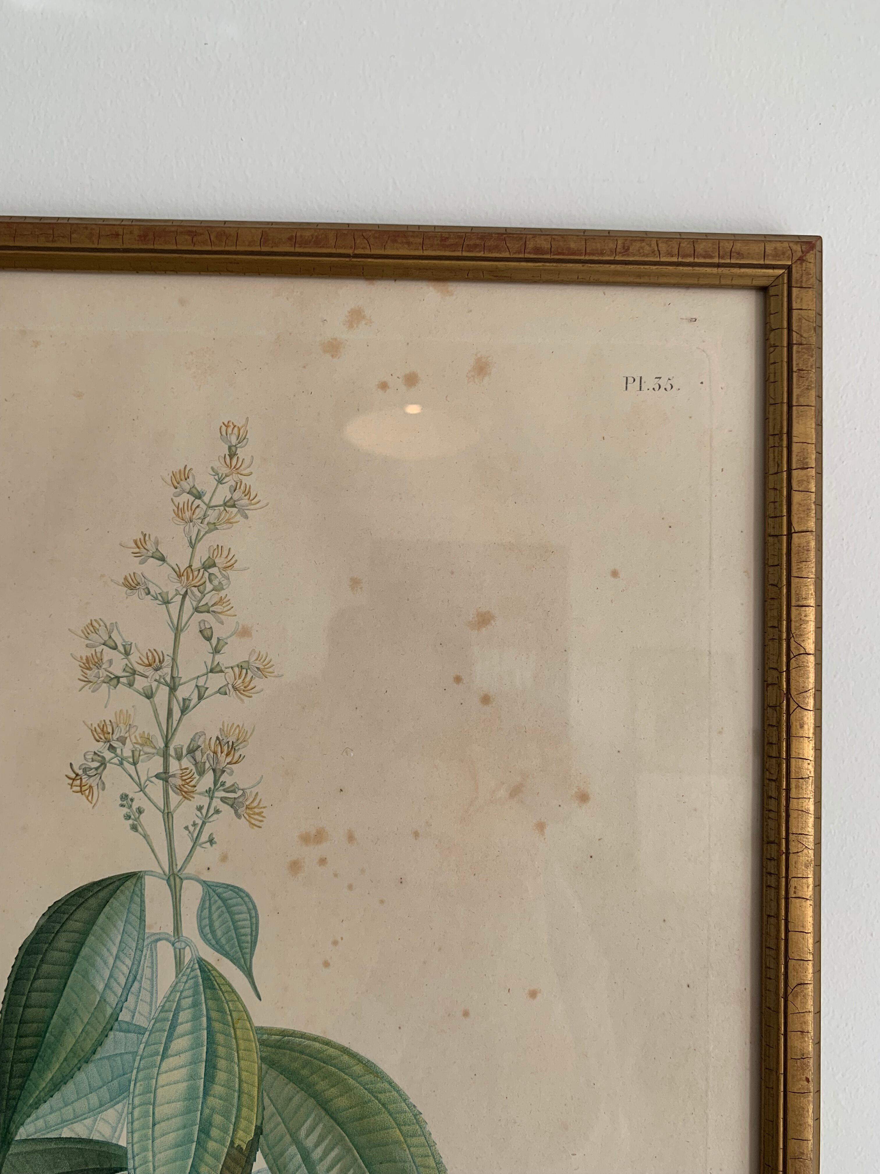 Cadres planches botanique vintage