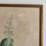 Cadres planches botanique vintage