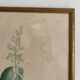 Vintage botanical boards frames