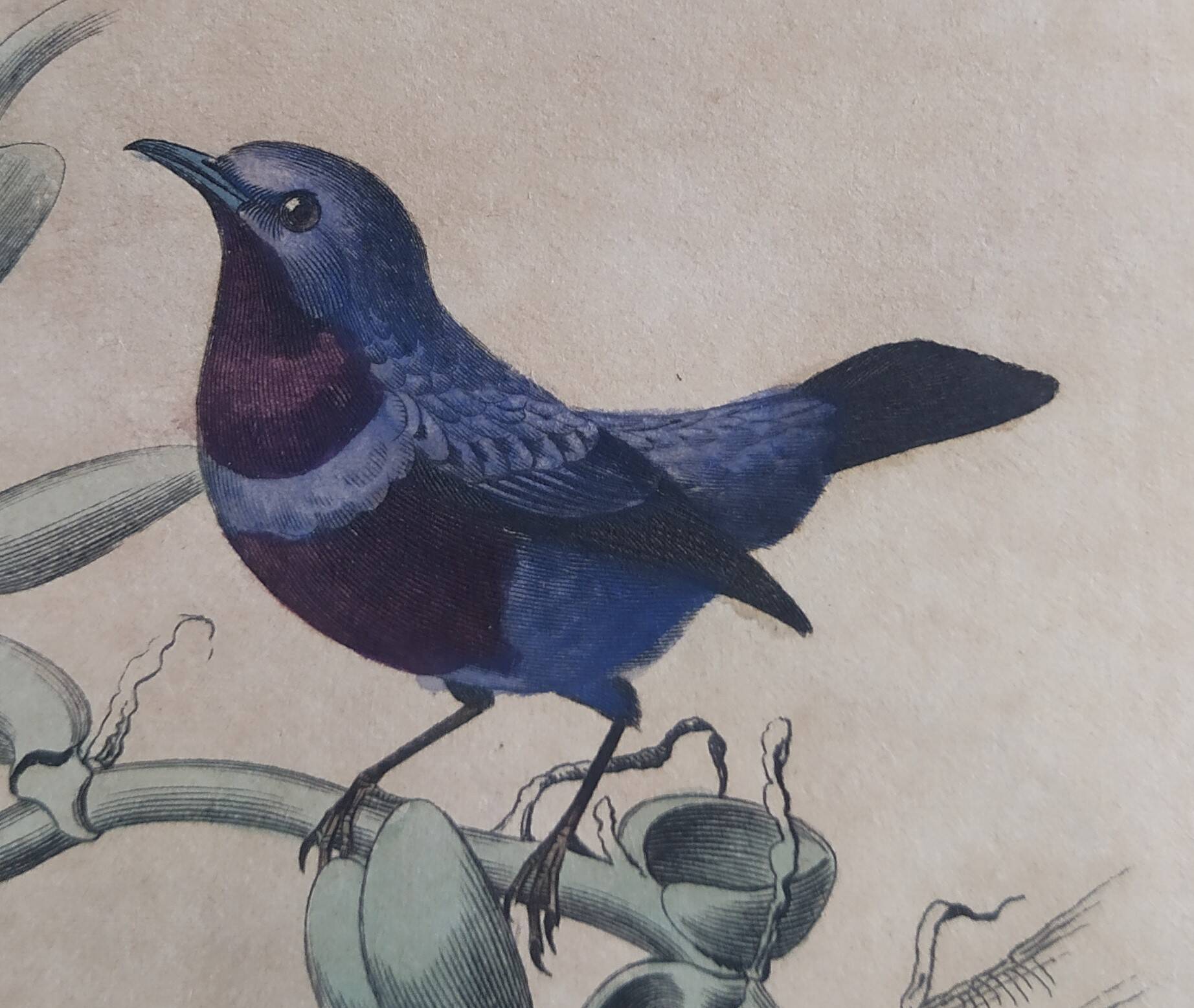 Ornithological Plate Buffon 1838 "Cock of the Rock, Goose & Blue Cordon"